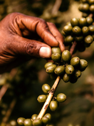 Auswahl an grünen Arabica-Bohnen